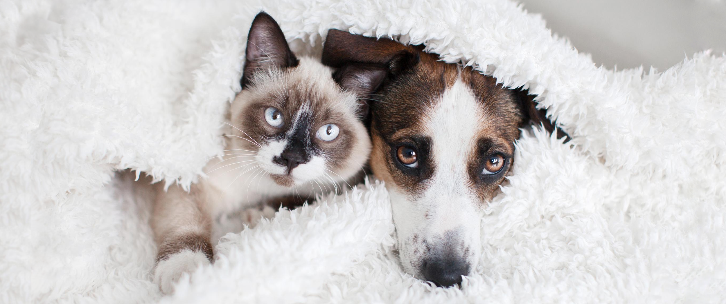 siamese cat and jack russell in white fuzzy blanket